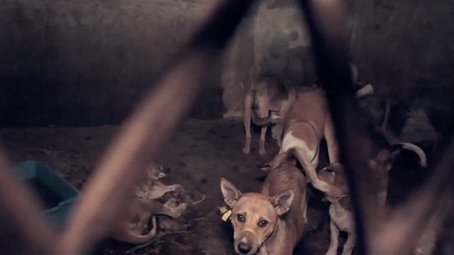 Kawanan anjing yang menunggu giliran dijagal (sumber foto: Dog Meat Free Indonesia)
