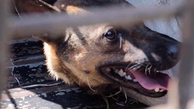 Perdagangan daging anjing yang ilegal (sumber foto: Dog Meat Free Indonesia)